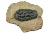 Phacopid (Morocops) Trilobite - Foum Zguid, Morocco #372428-3